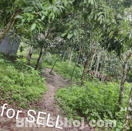 Land Sell At Low Price